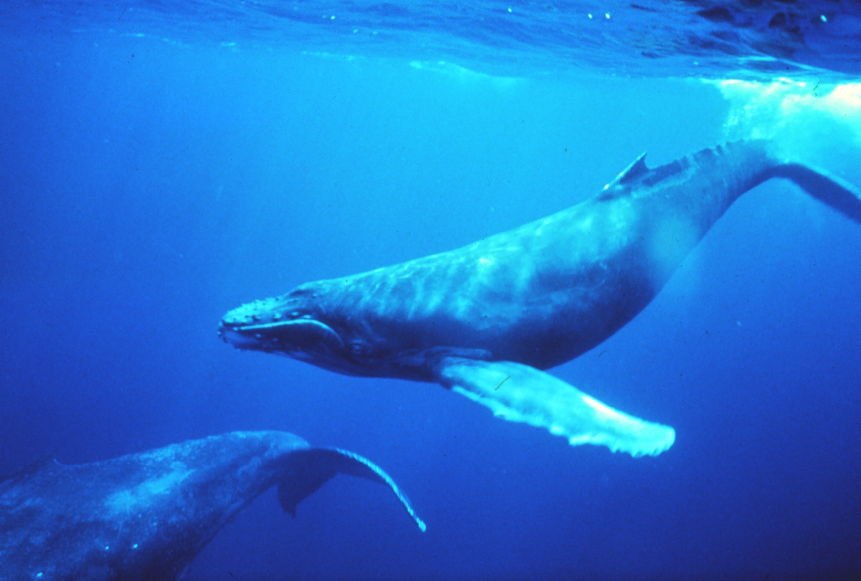 Humpback whales in the singing position. Humpback Whale NMS.