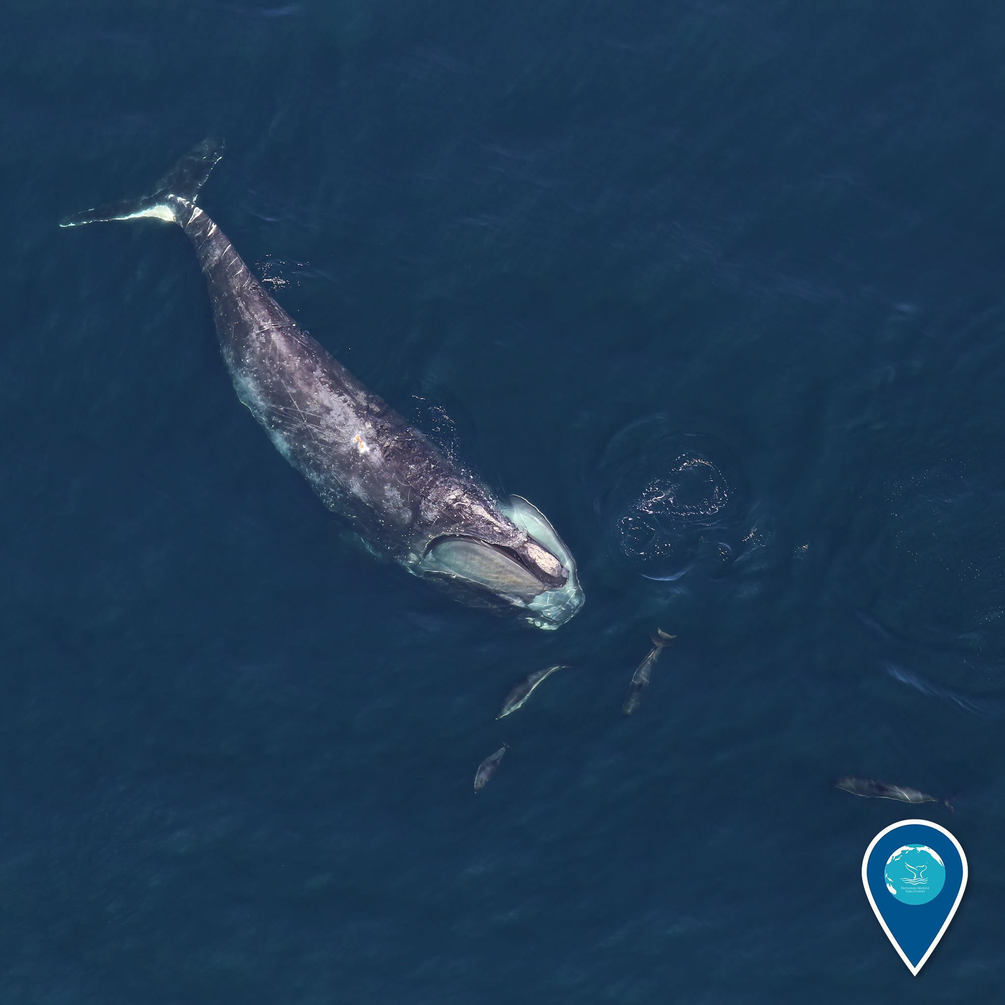 North Atlantic right whale as part of NOAA's Earth Is Blue series.