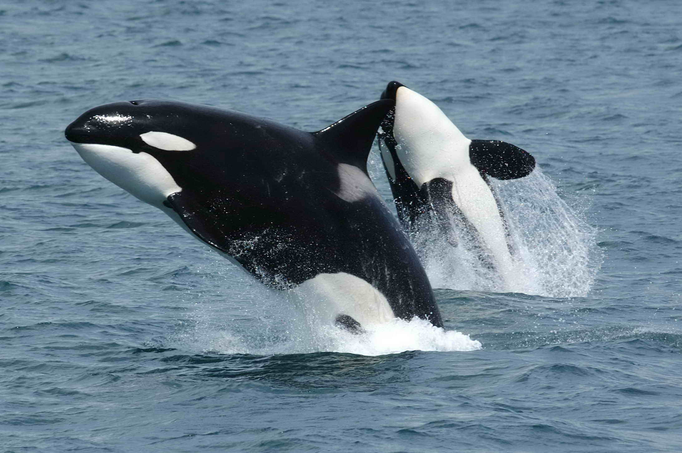 Orca (Orcinus orca) in an approved source image used for species identification.