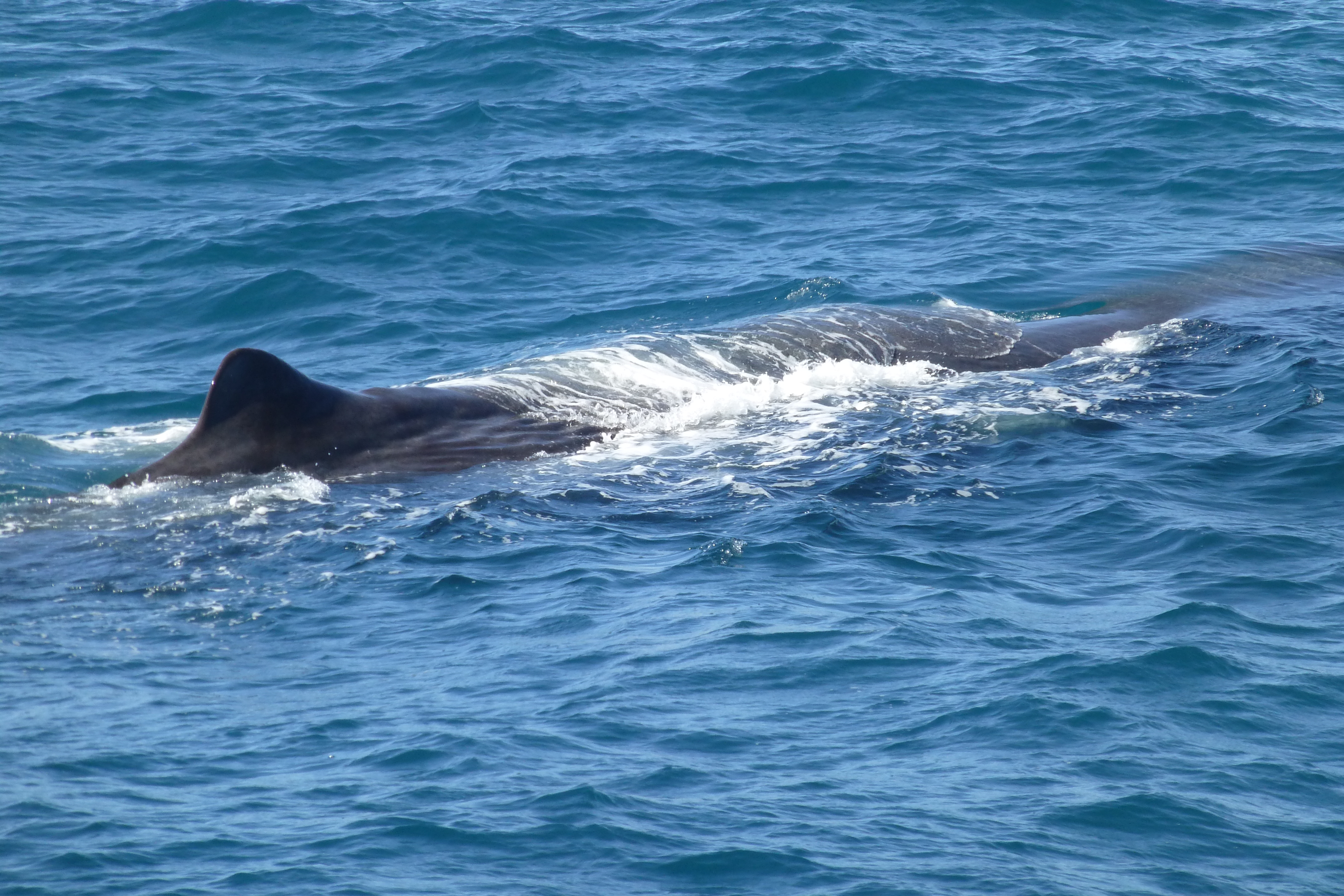 Sperm whale (Physeter macrocephalus) at Kaikoura, New Zealand.