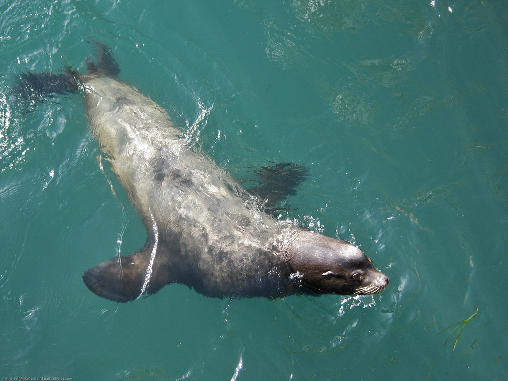 California Sea Lion in Morro Bay.
