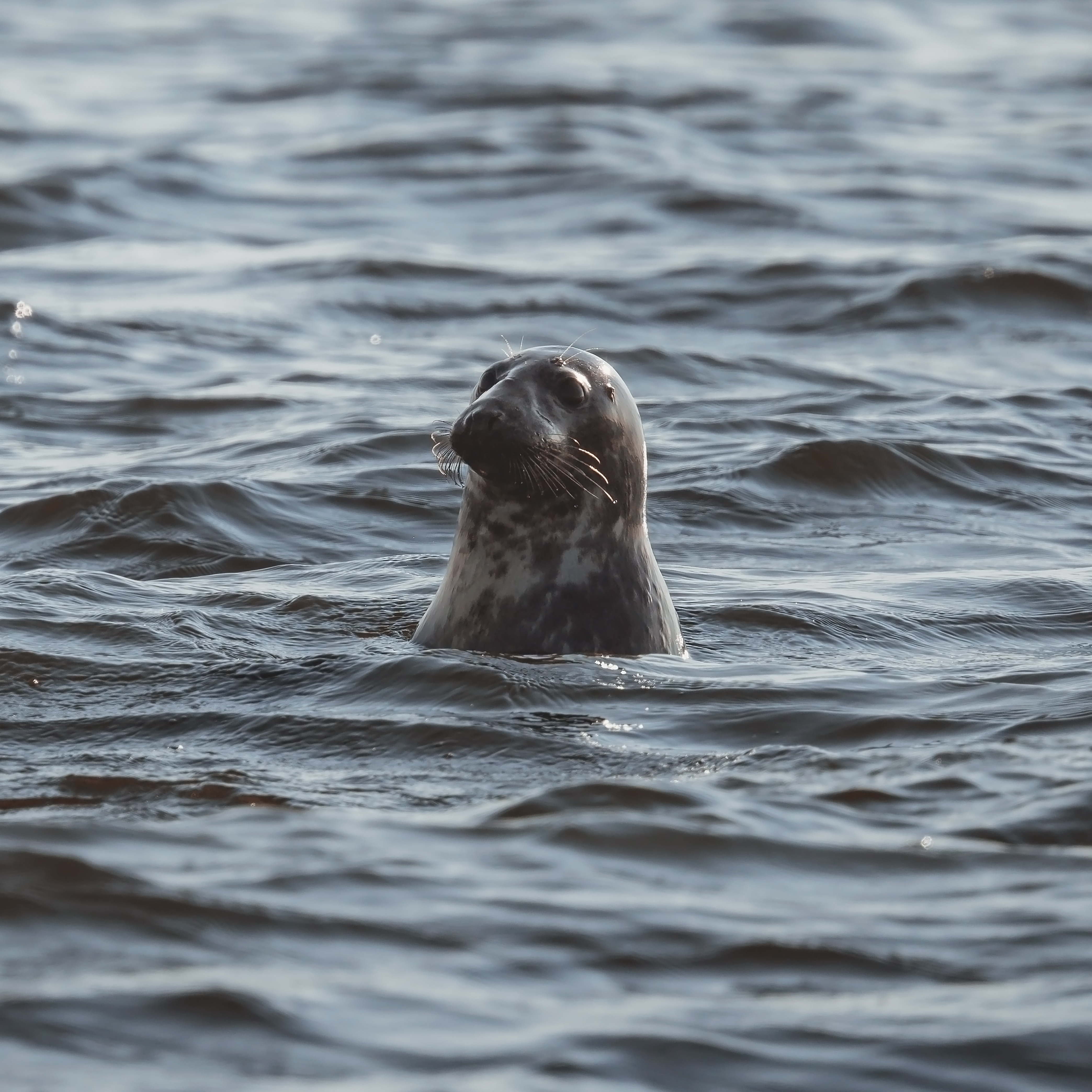 Grey seal in Baltic Sea, Poland.