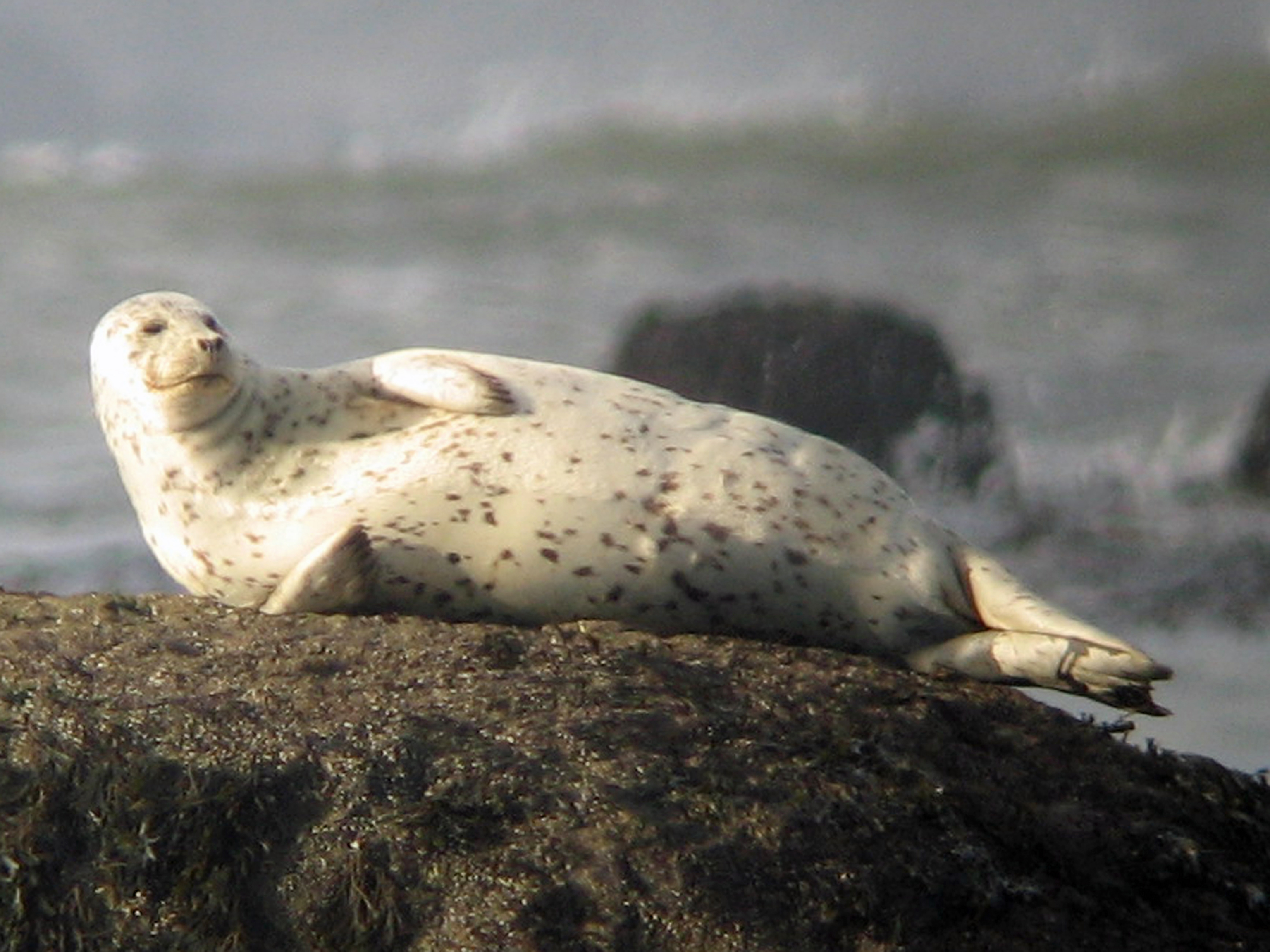 Harbor Seal, Phoca vitulina.
