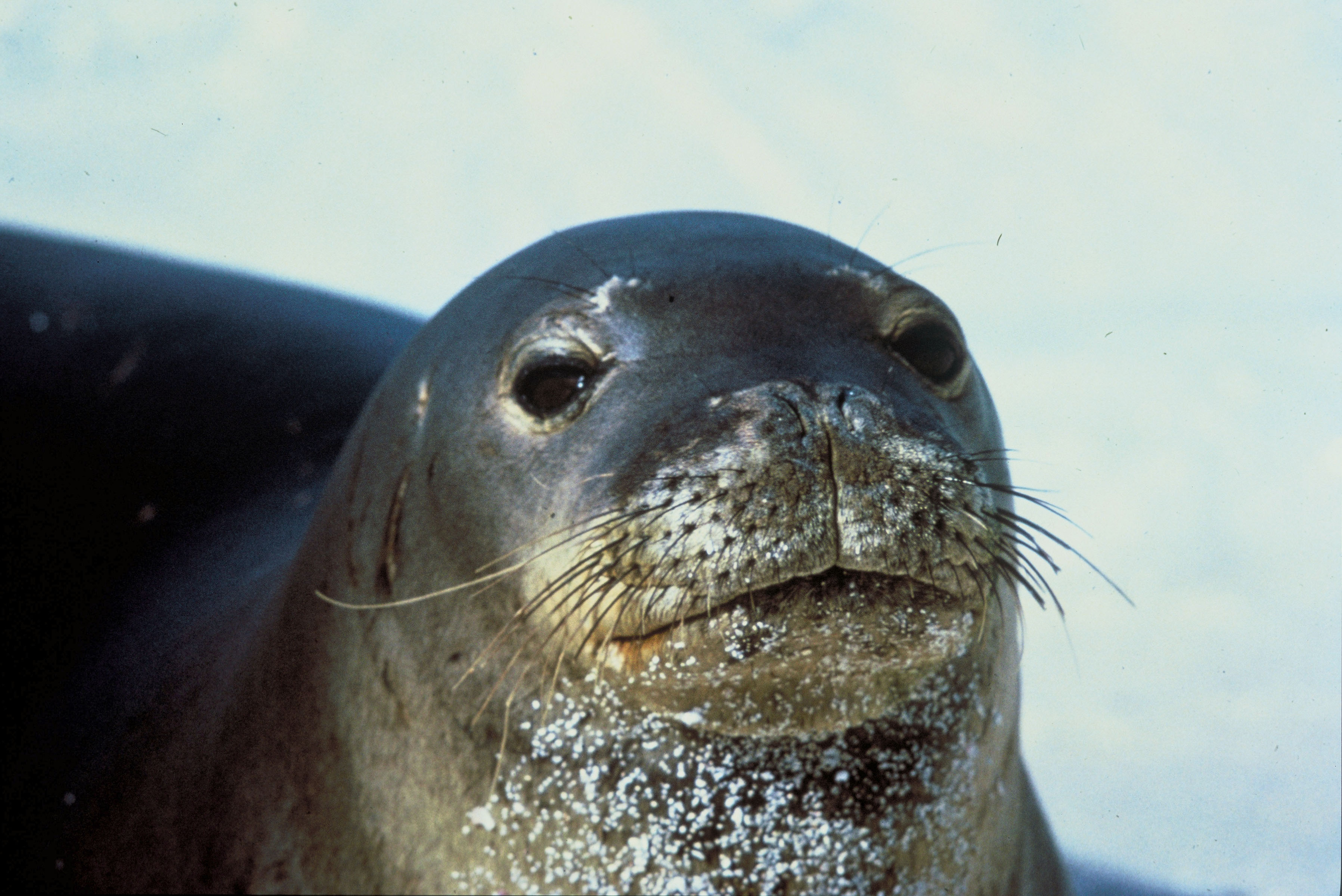 Hawaiian Monk Seal.