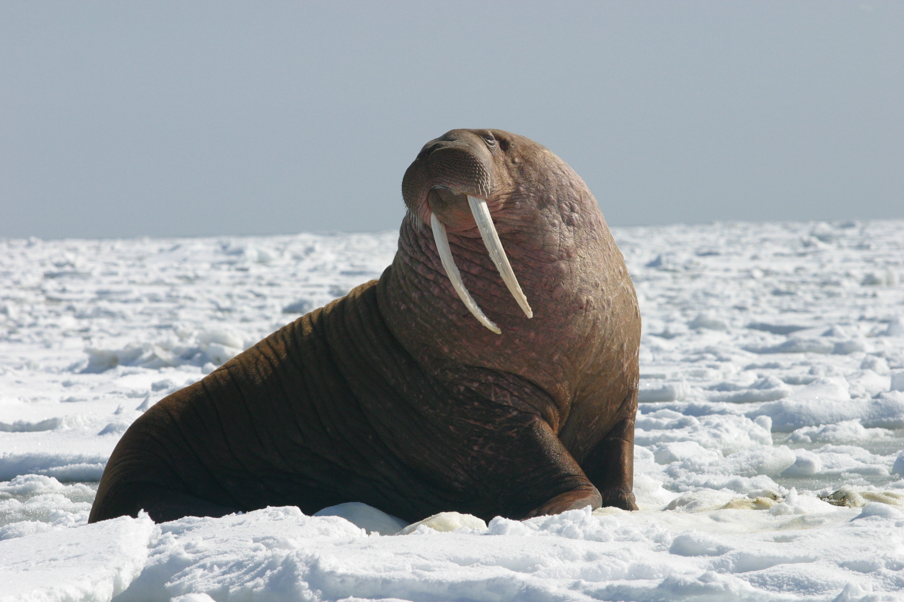 A large Pacific Walrus bull watches the camera. The adult bulls can weigh up to 3,700 pounds.