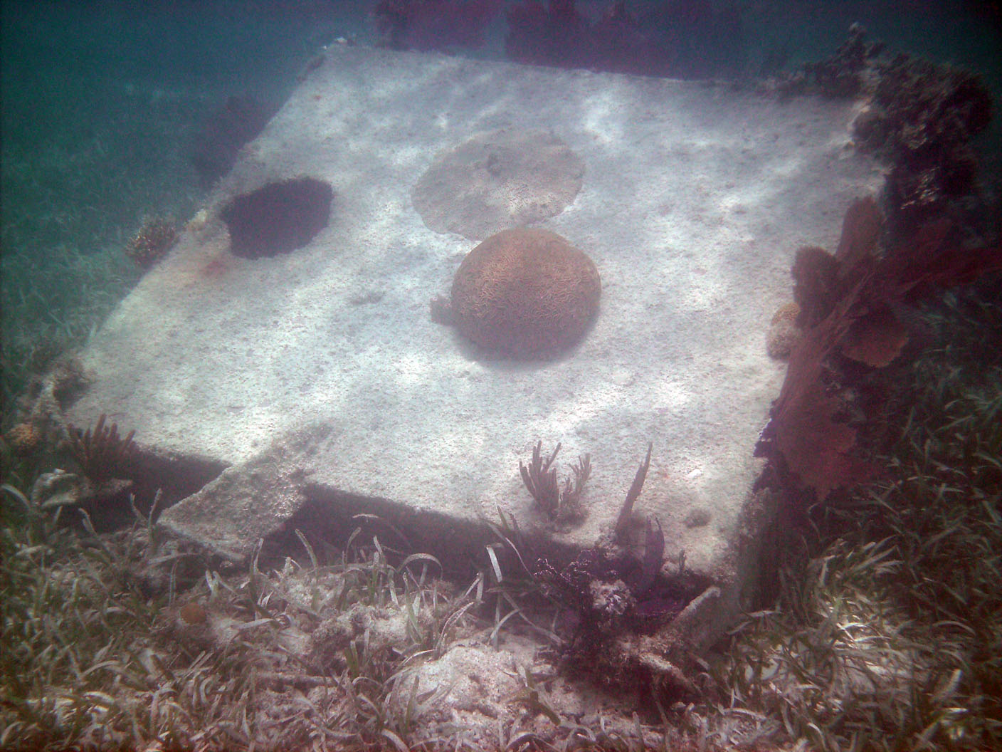 Metal block with corals on it (Diploria labyrinthiformis and Diploria strigosa) in shallow water next to Fort Jefferson, Dry Tortugas National Park, Florida.