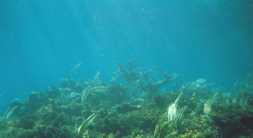 Elkhorn coral (Acropora palmata) on the crest of Gaulin Reef, San Salvador Island, Bahamas. June 24, 1999.