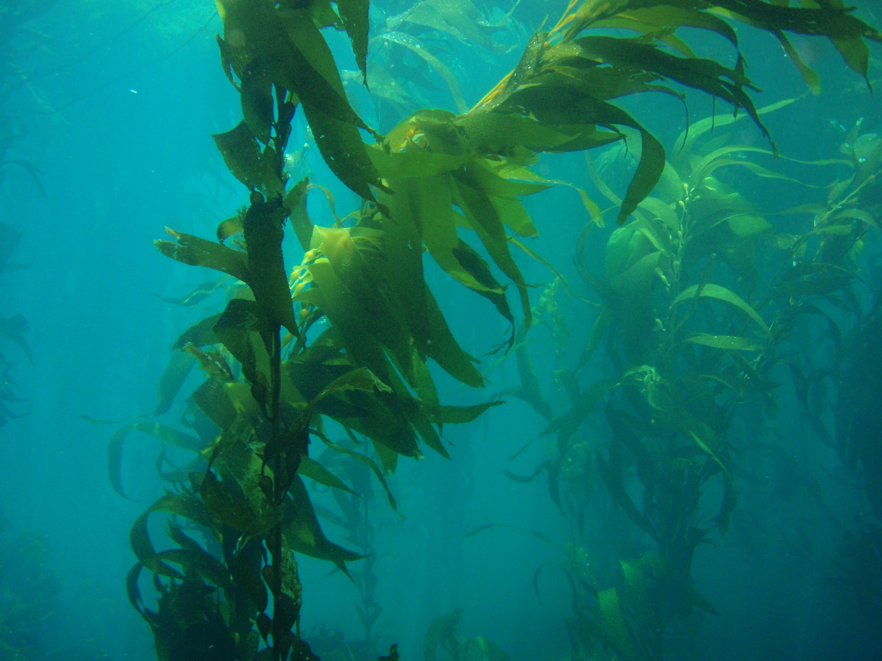 Giant kelp (Macrocystis pyrifera). California, Channel Islands NMS.