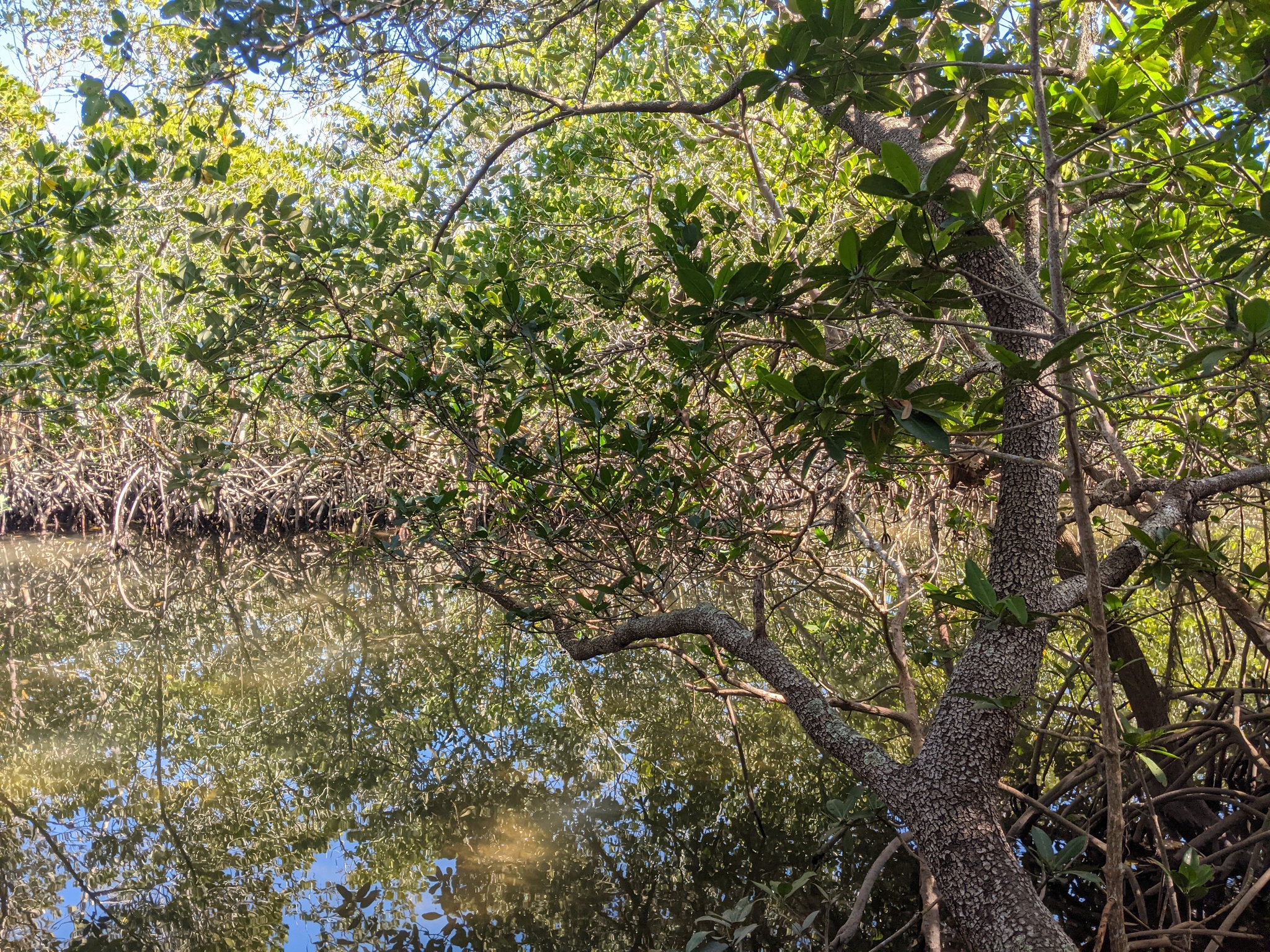 Photo of red mangrove uploaded from iNaturalist.