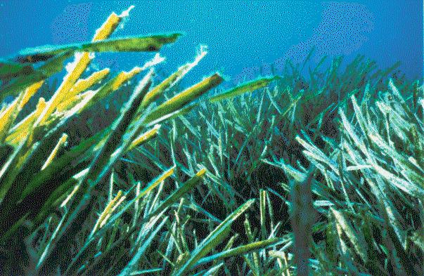 Posidonia oceanica.