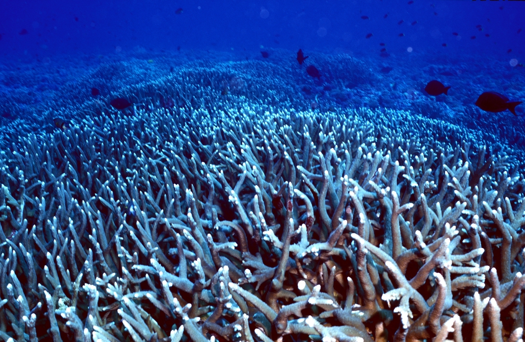 Beds of staghorn coral (Acropora Sp) undulate across the sea floor at Baker Island National Wildlife Refuge in the Pacific, some 1,600 miles southwest of Honolulu. (Jim Maragos/USFWS).