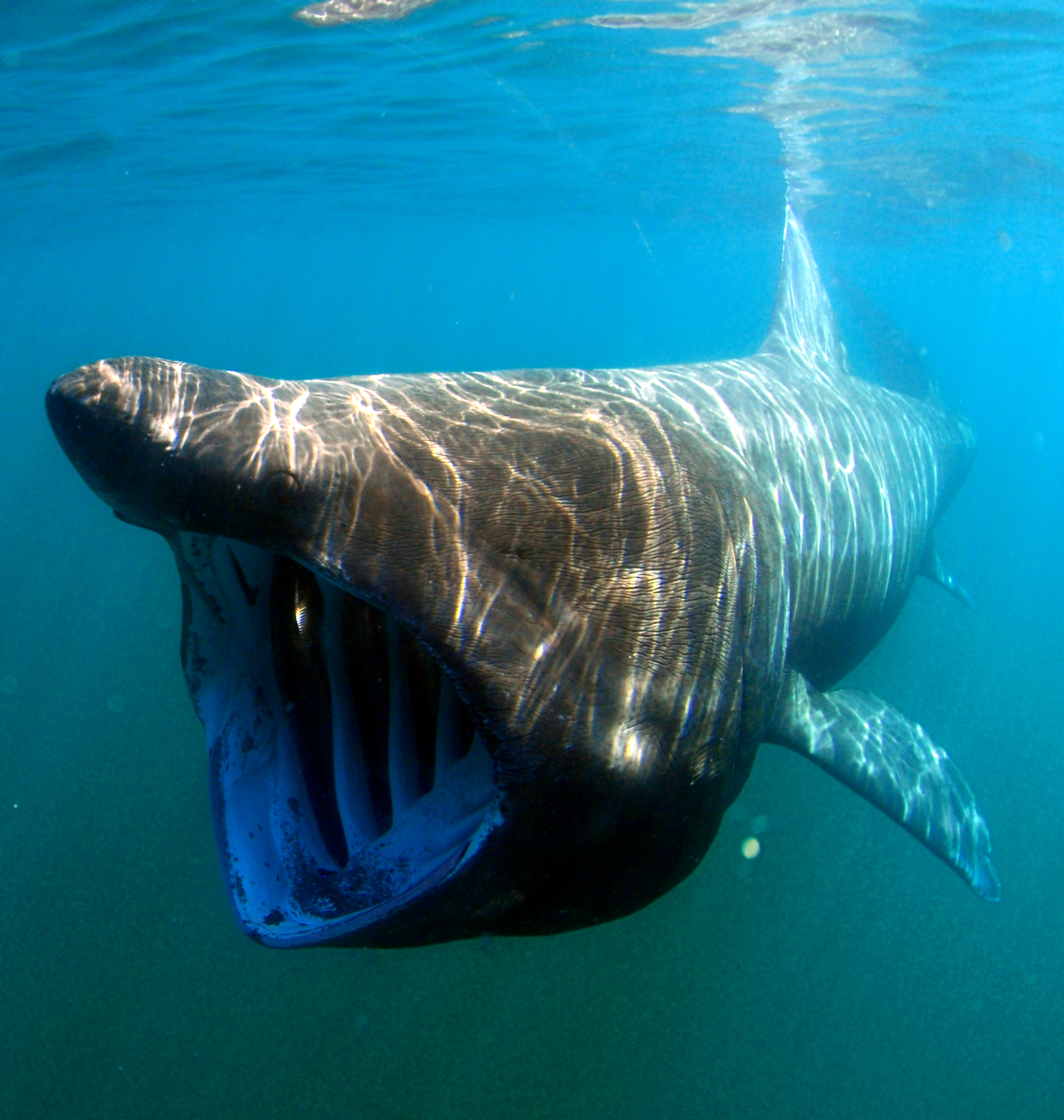 Basking shark (Cetorhinus maximus).