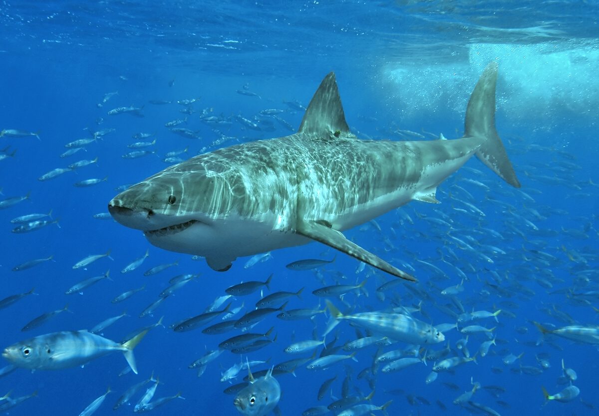 Great white shark at Isla Guadalupe, Mexico, August 2006. Shot with Nikon D70s in Ikelite housing, in natural light. Animal estimated at 11-12 feet (3.3 to 3.6 m) in length, age unknown.