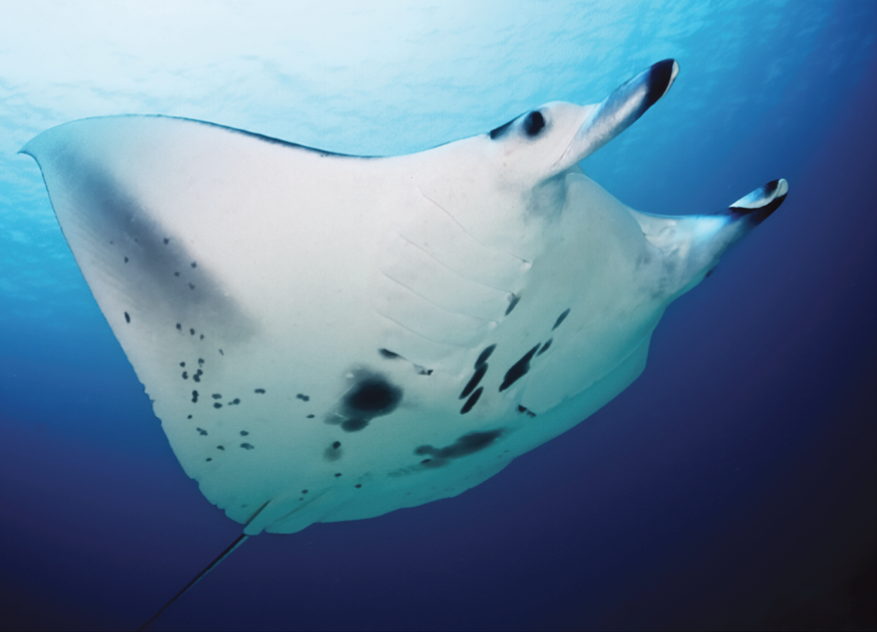 Reef Manta Ray (Mobula alfredi) in an approved source image used for species identification.