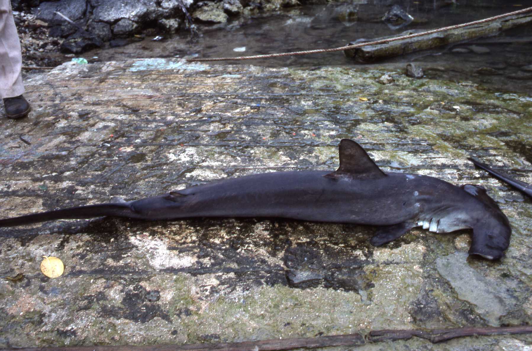 Sphyrna lewini (Griffith & Smith, 1834) 2422815227.