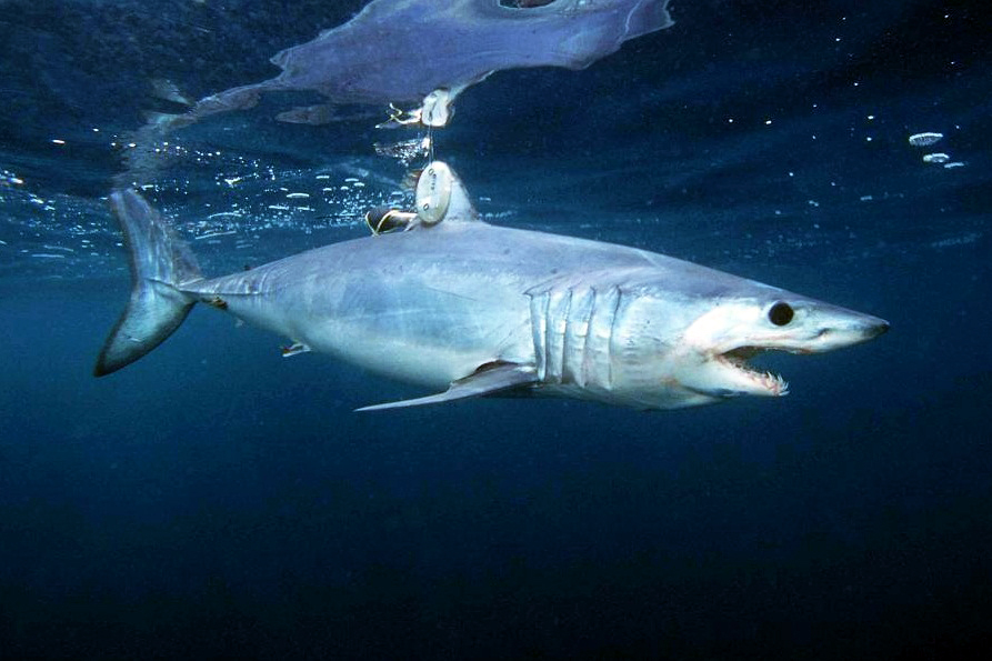 Shortfin mako shark (Isurus oxyrinchus).