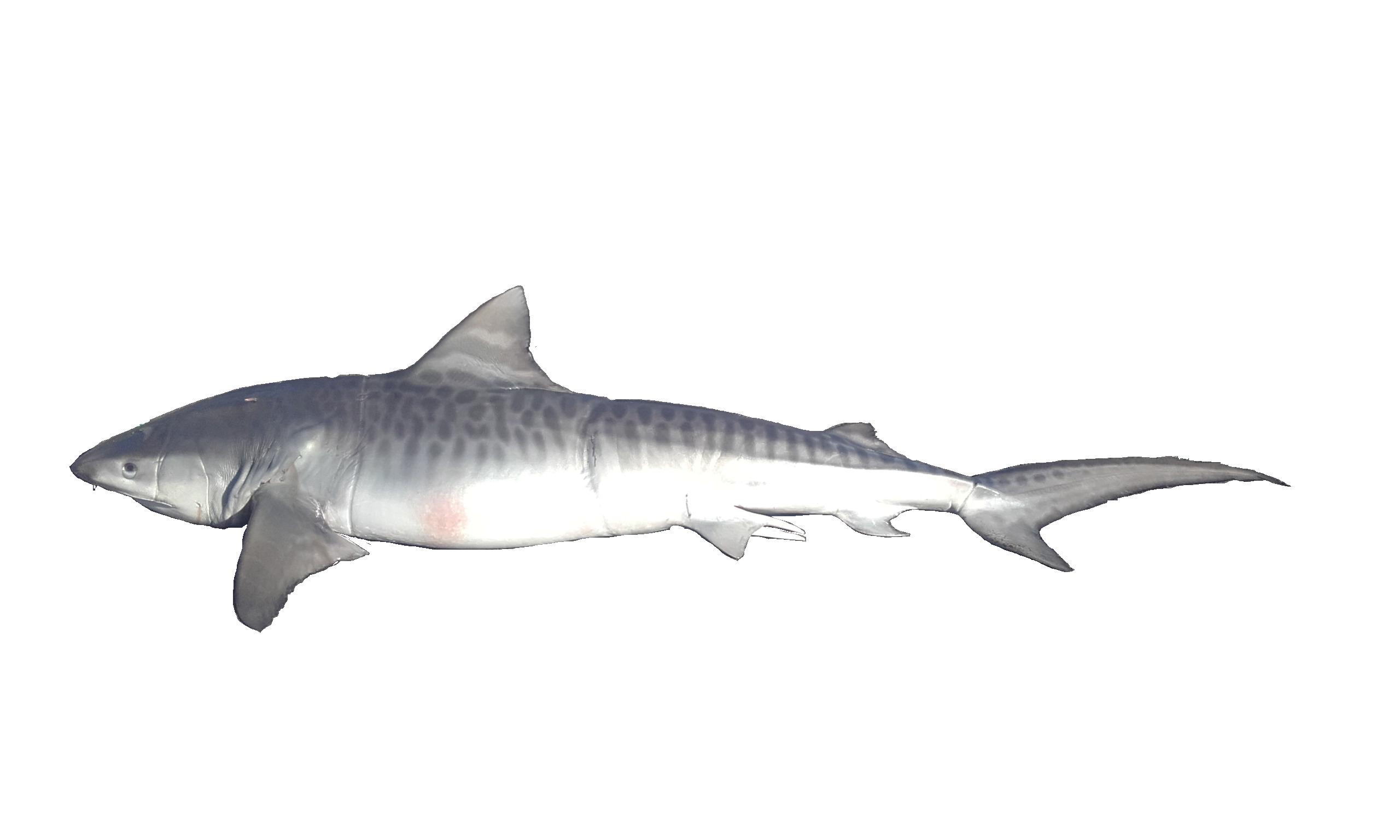 Tiger Shark (Galeocerdo cuvier) in an approved source image used for species identification.