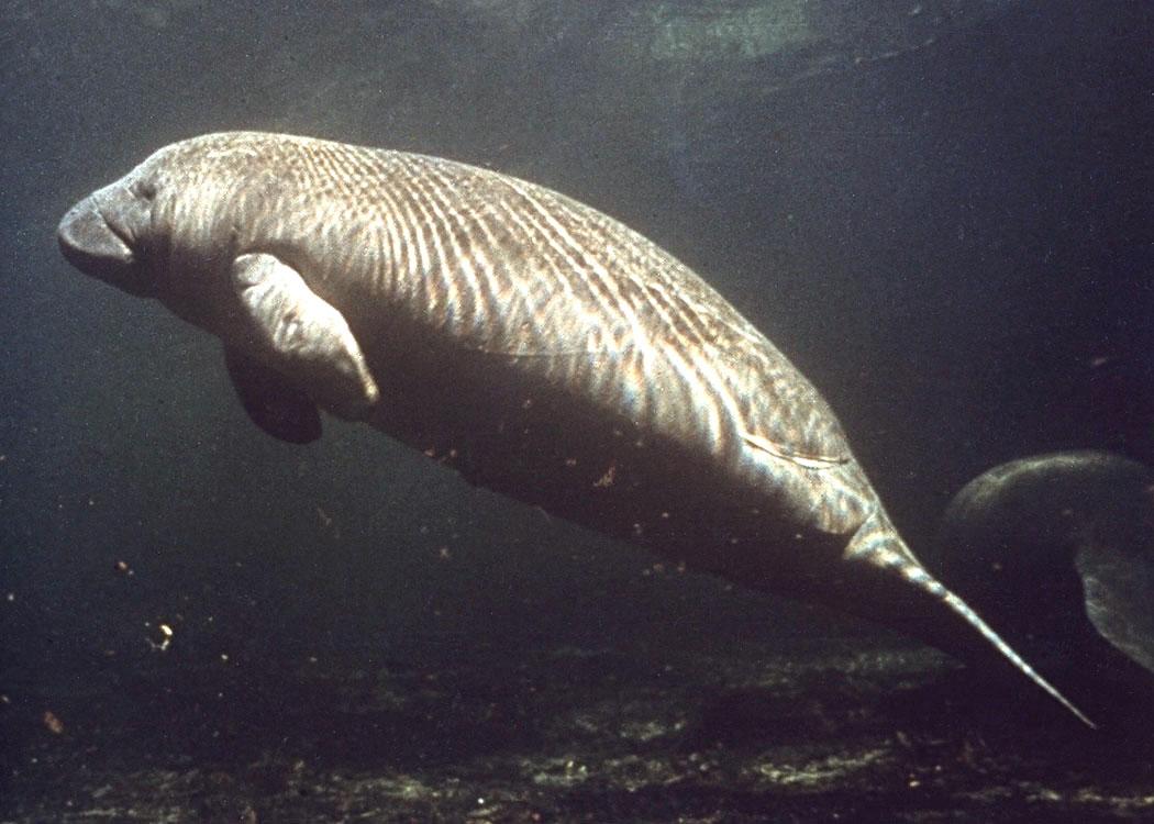 West Indian manatee (Trichechus manatus) at Merritt Island's National Wildlife Refuge in Florida next to Kennedy Space Center.