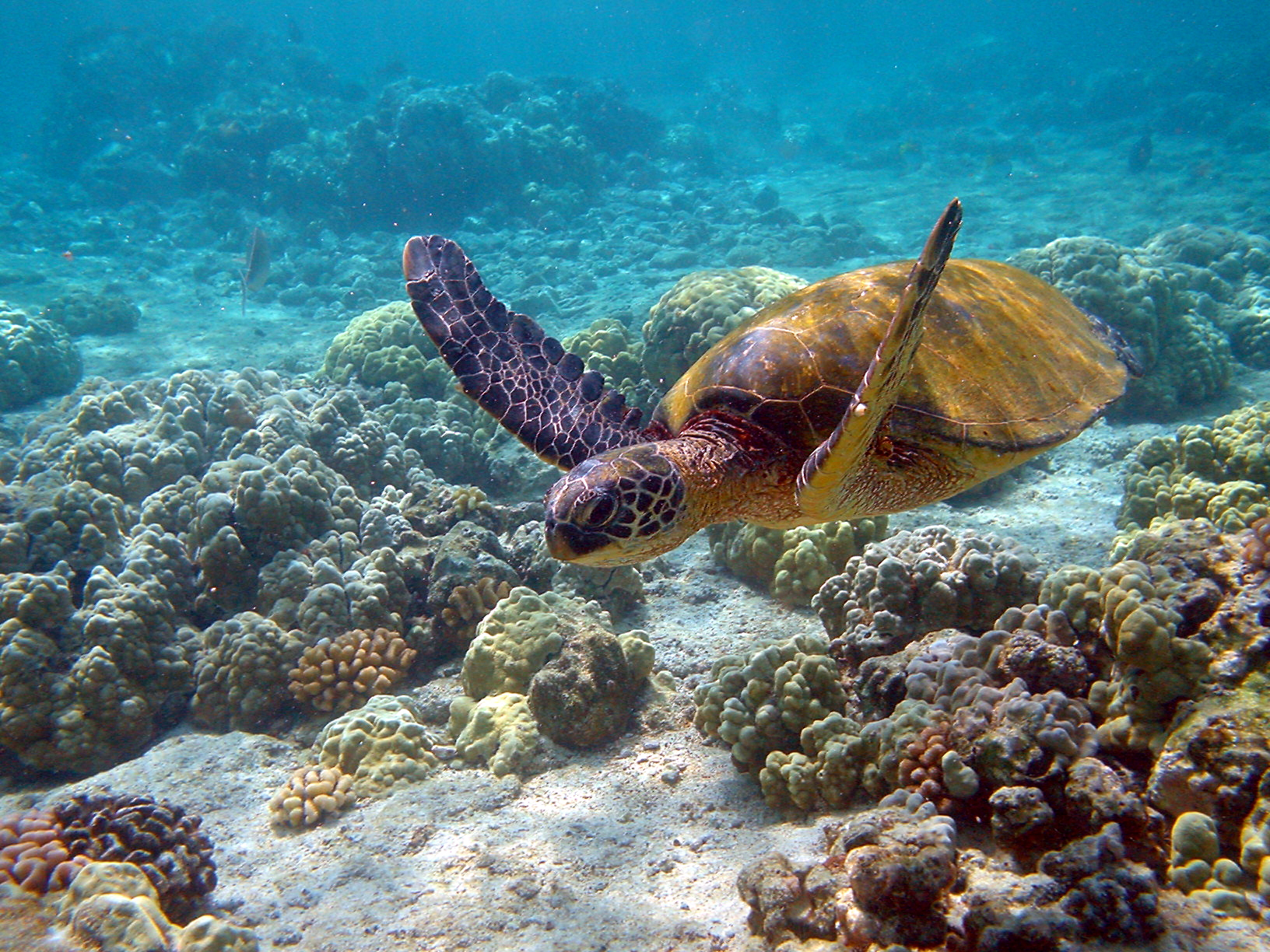 Green turtle (Chelonia mydas), Hawai'i, USA.