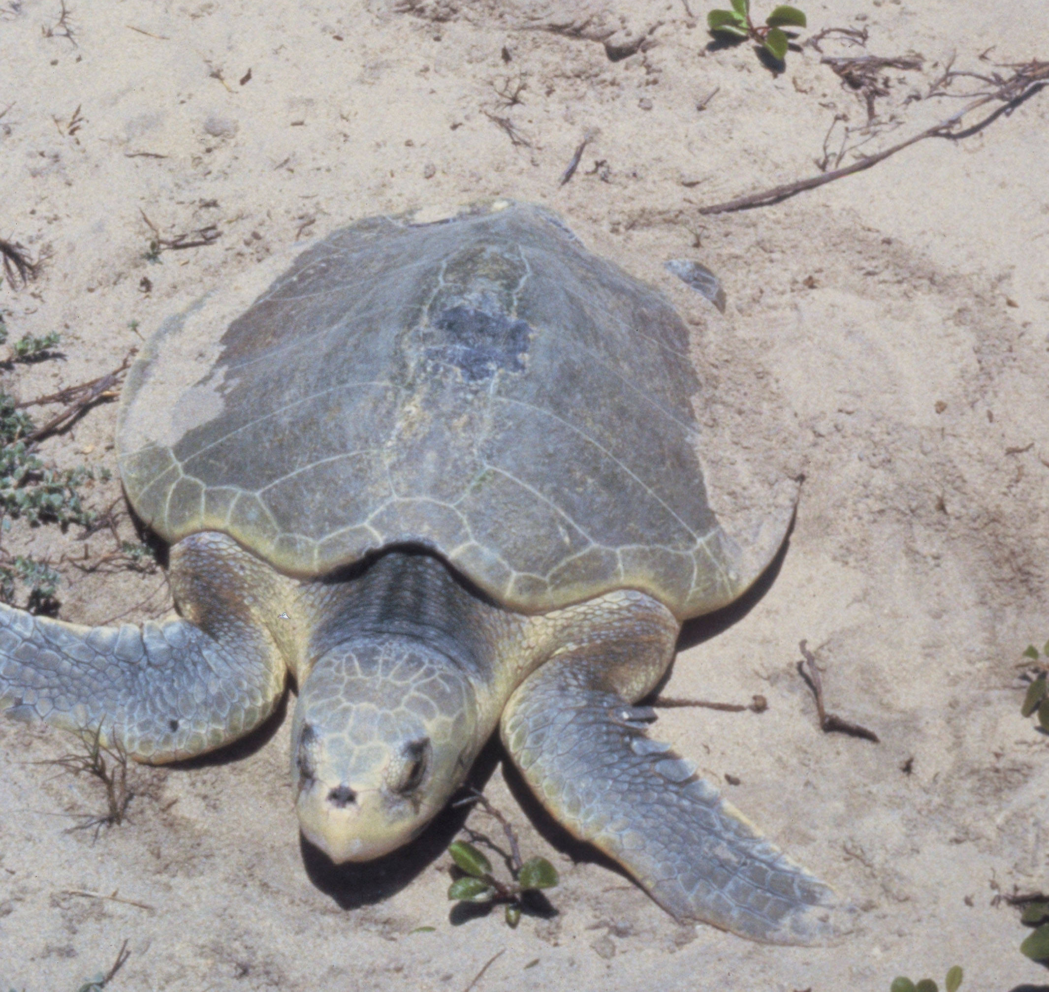 Kemp's Ridley Turtle (Lepidochelys kempii) in an approved source image used for species identification.
