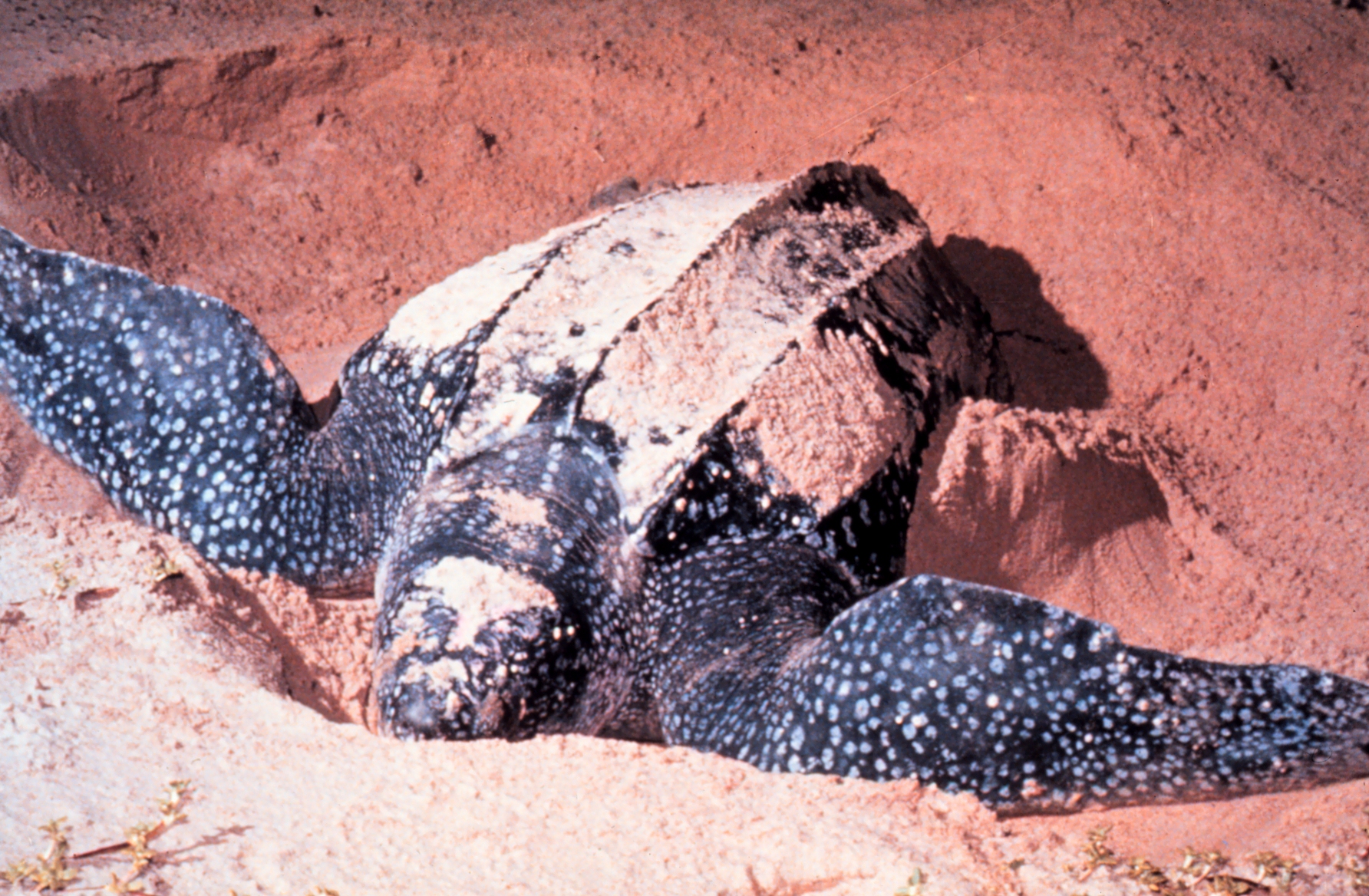 Adult Dermochelys coriacea, Leatherback Sea Turtle. In Las Baulas National Marine Park, Costa Rica.