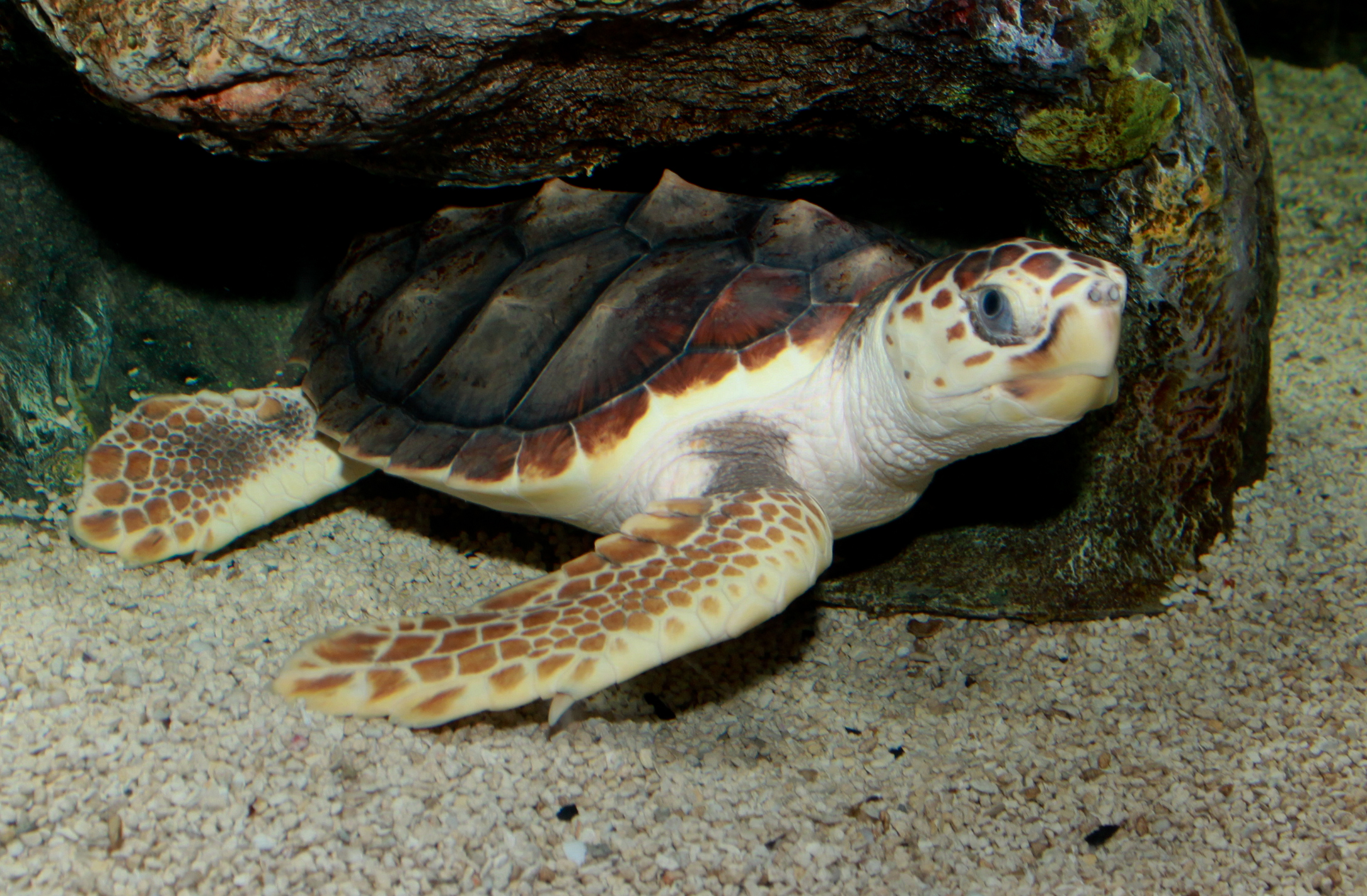 Loggerhead Sea Turtle (Caretta caretta).