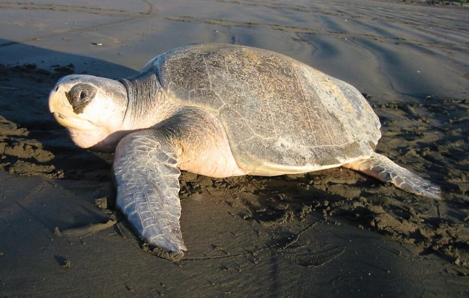 Olive Ridley Turtle (Lepidochelys olivacea) in an approved source image used for species identification.